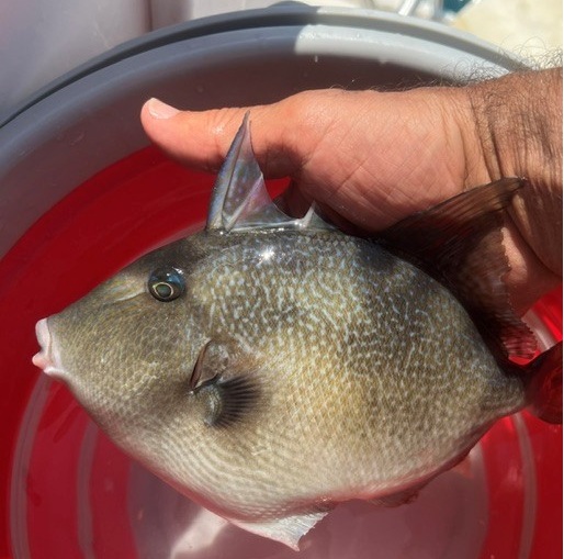 Trigger Fish